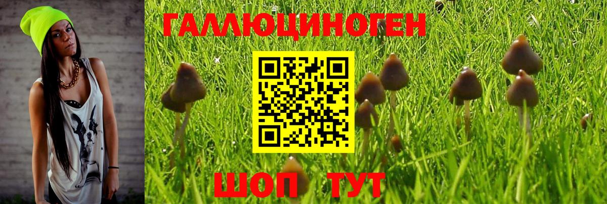 Псилоцибиновые грибы Psilocybine cubensis Новошахтинск